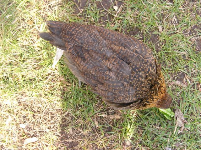 50603_dscf2110.jpg