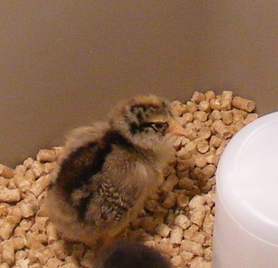 50603_tweetychick.jpg