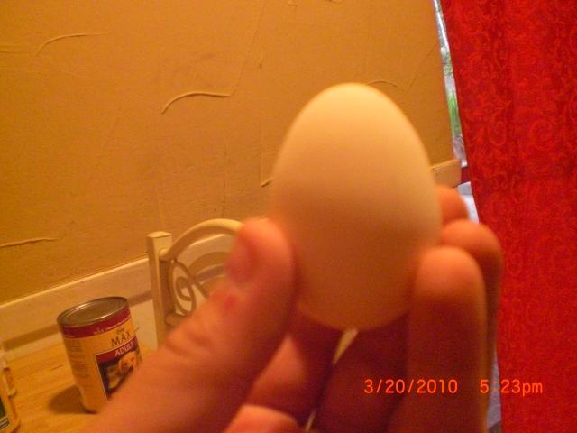 50633_egg_2.jpg