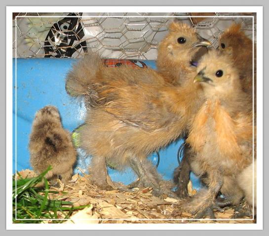 50648_pups_073.jpg