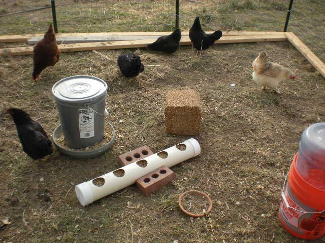 50660_dscn1013.jpg
