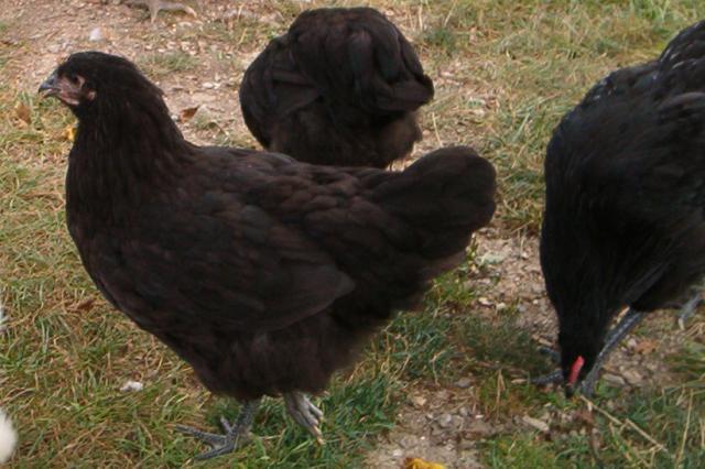 5067_aussie_pullet.jpg
