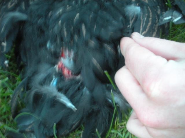 50747_dscn3526.jpg