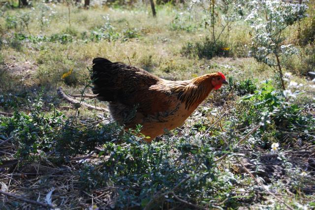 50754_aj_pullet.jpg