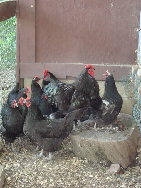 50754_black_javas_027.jpg