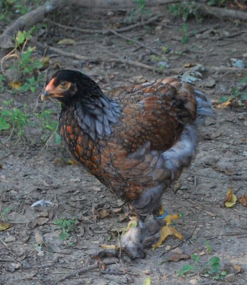 12+ Blue Laced Red Brahma Project Eggs