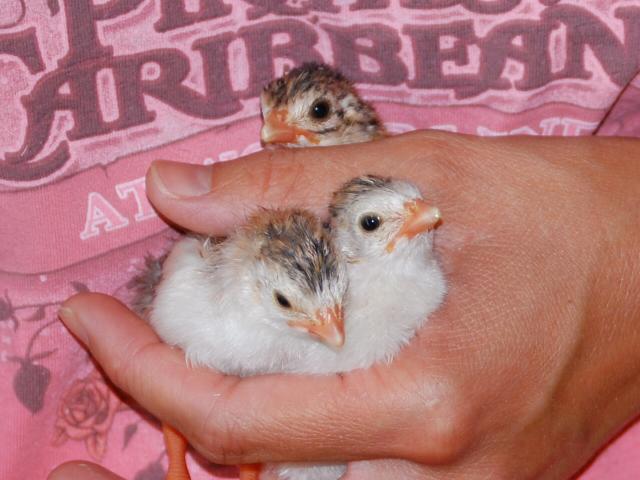 50754_lt_keets.jpg