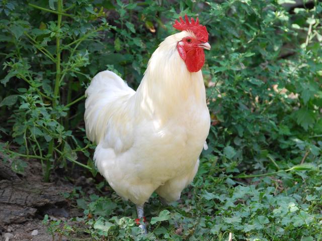 50754_white_java_rooster_2.jpg