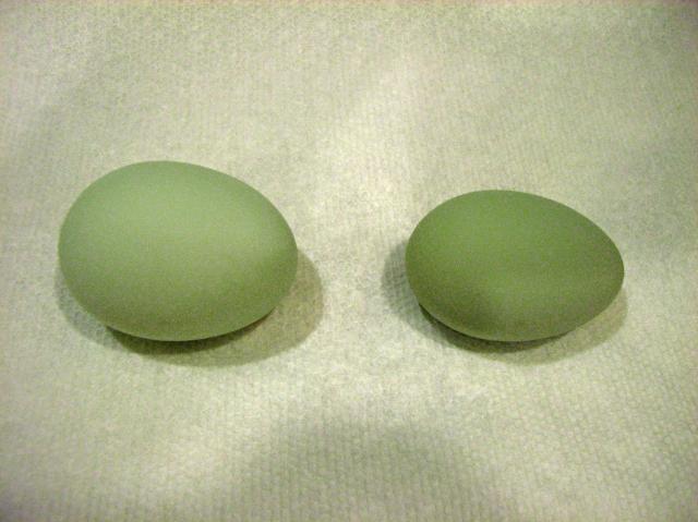 50766_blue_green_eggs.jpg