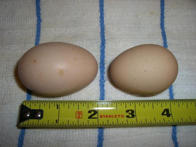 50766_our_first_eggs.jpg