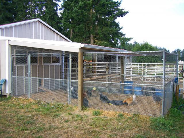 Chain Link Dog Kennel panels | BackYard Chickens