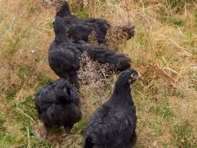 50801_cockeral_in_foreground.jpg