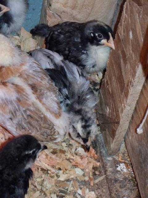 50801_splsh_ameraucana_003.jpg