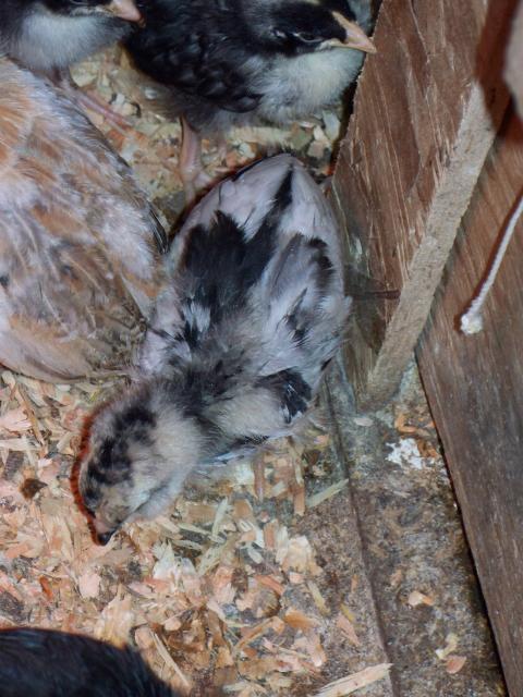 50801_splsh_ameraucana_004.jpg