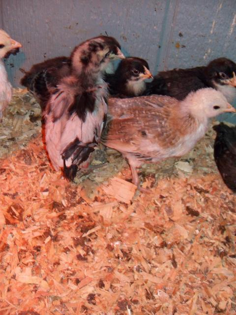 50801_splsh_ameraucana_006.jpg