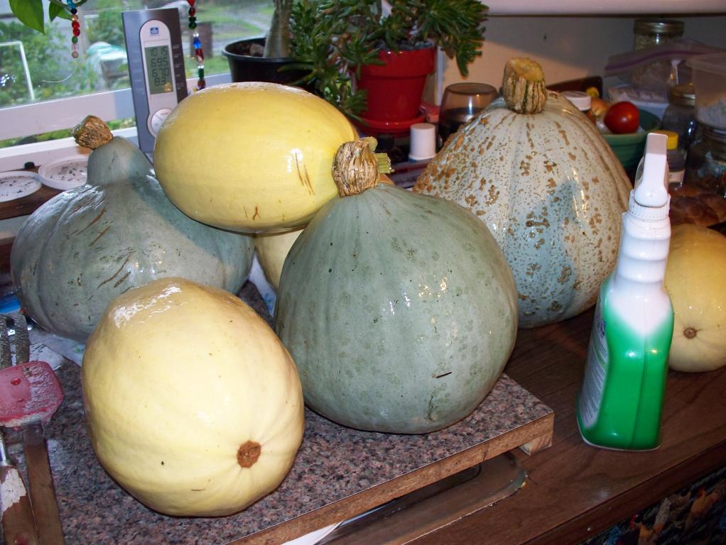 50801_squash_harvest_003.jpg