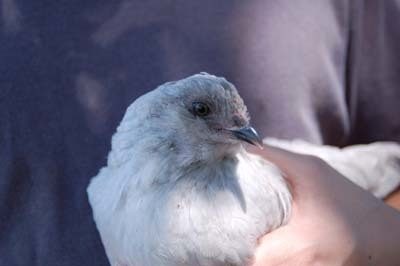 5081_lav_pullet.jpg
