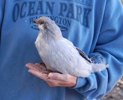 5081_lav_pullet_2.jpg