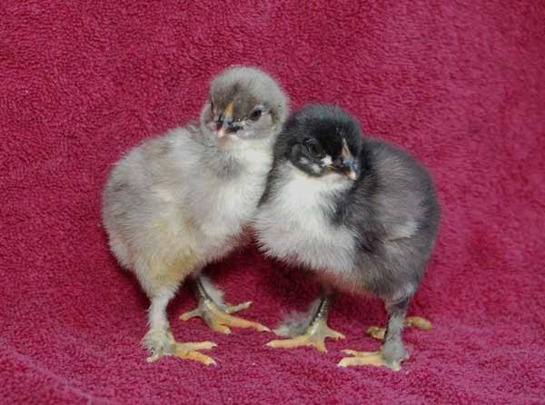 5081_marans_blue_and_black.jpg