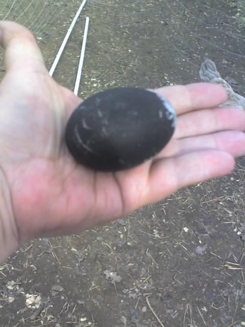 Anyone ever see a black chicken egg? (pic posted now) | BackYard Chickens