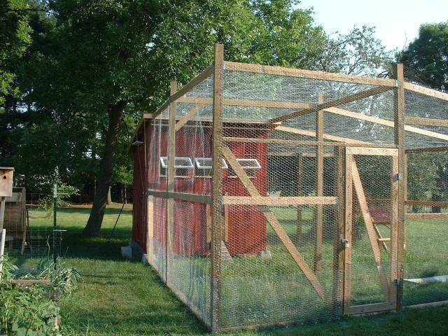 50843_chicken_024.jpg