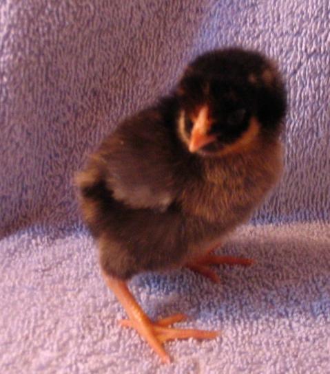 50870_chick1.jpg