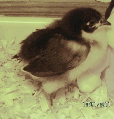 50870_chicks2wksaustralorp.jpg