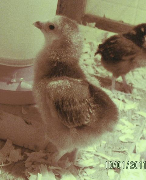 50870_chicks2wkslightbrahma.jpg