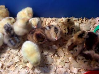 50889_chickies.jpg