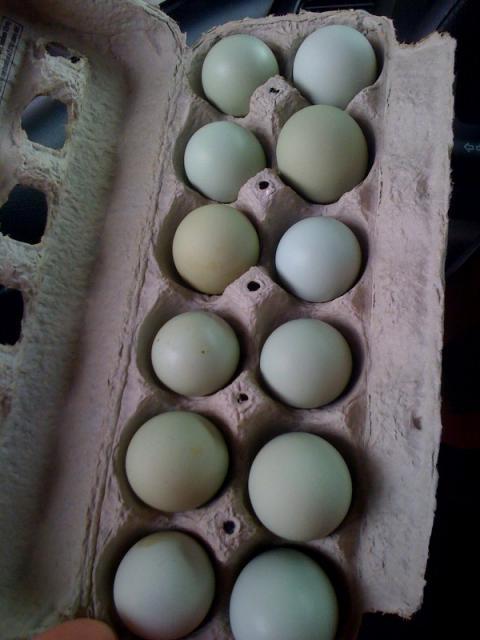 50889_eggs1.jpg