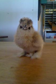 50889_silkiechick2.jpg