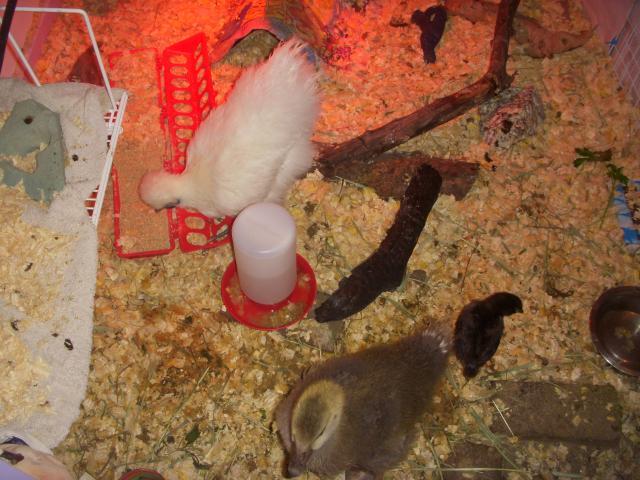 50920_dscn8450.jpg