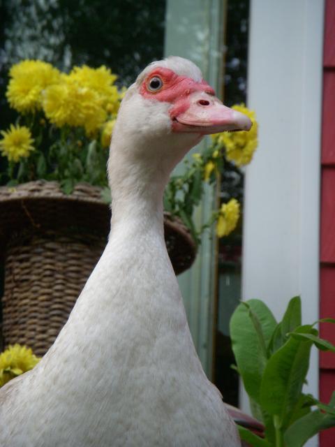 50920_dscn8637.jpg