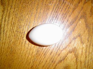 50938_first_egg.jpg