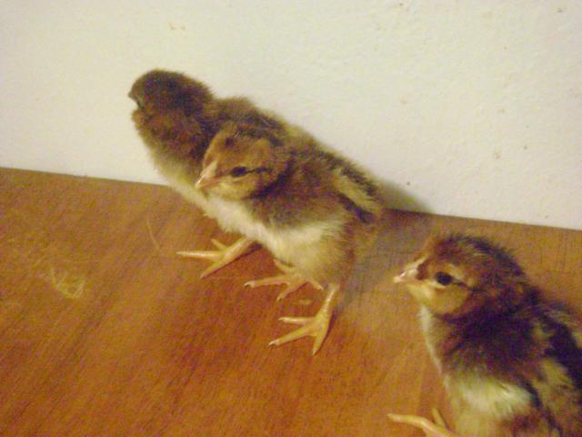 50971_chicks_003.jpg