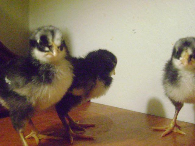 50971_chicks_005.jpg