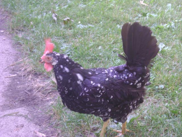 50971_prettiest_hens_024.jpg