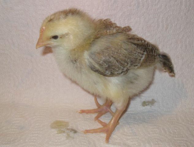 51008_chick2.jpg