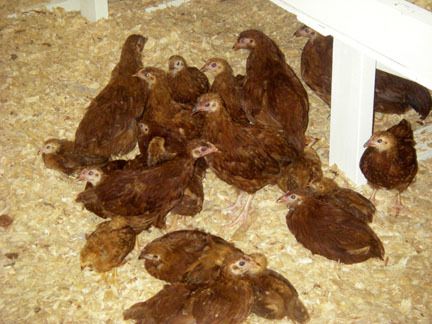 51032_chicken_coop_12.jpg