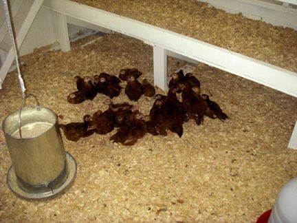 51032_chicken_coop_9.jpg