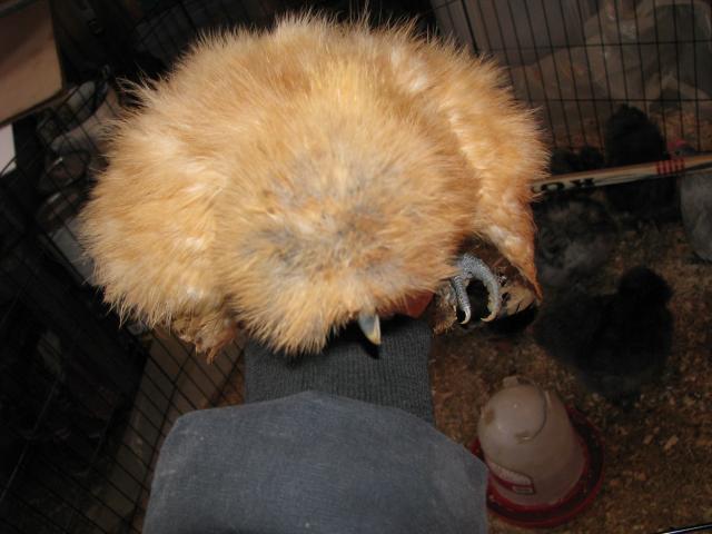 51033_img_8178.jpg