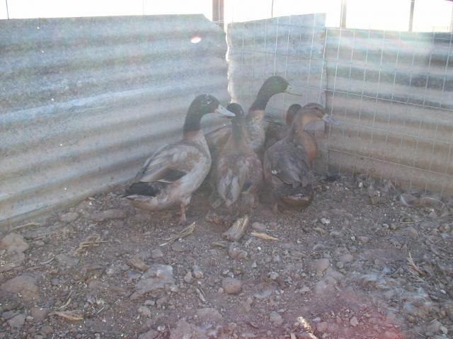 51083_ducks.jpg