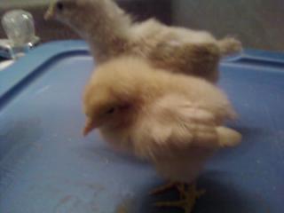 51084_nugget.jpg