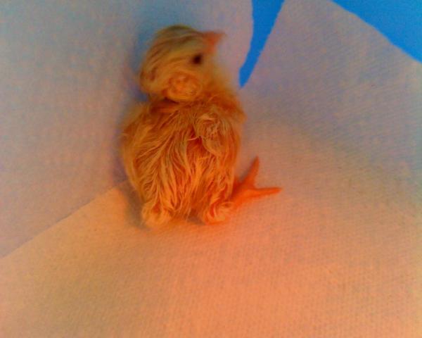 51087_chick1.jpg