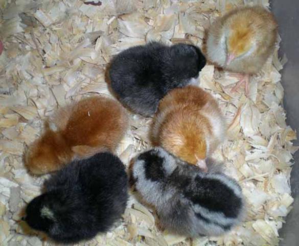 51087_newchicks.jpg