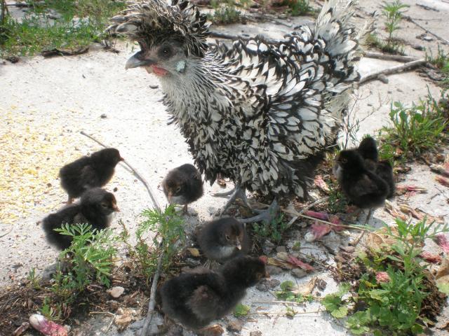 51113_baby_chicks.jpg