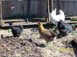 51127_girls_in_garden.jpg
