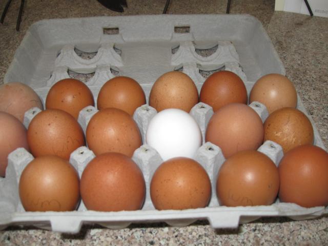 51132_img_0185.jpg