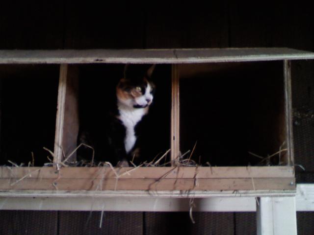 51143_0428001908.jpg