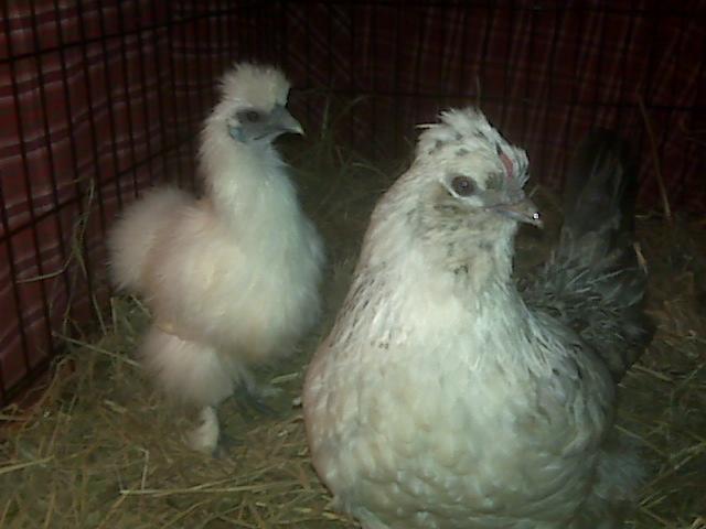 51182_sookie_pippie_2-10.jpg